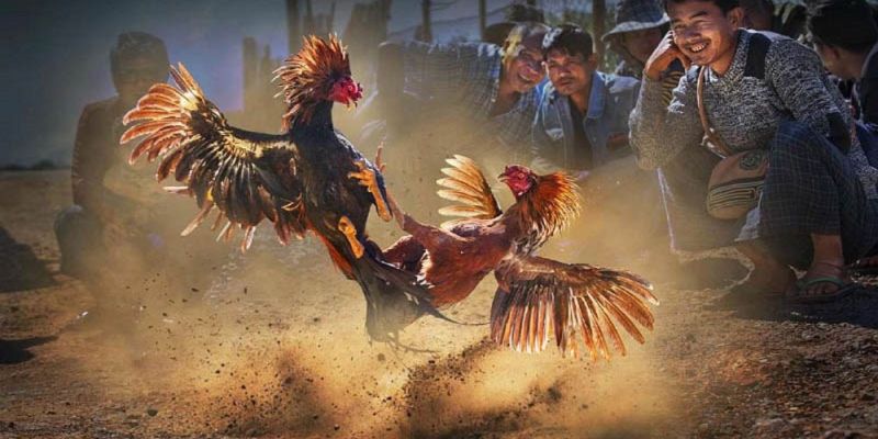 Banner www.hoclaixehaihau.com